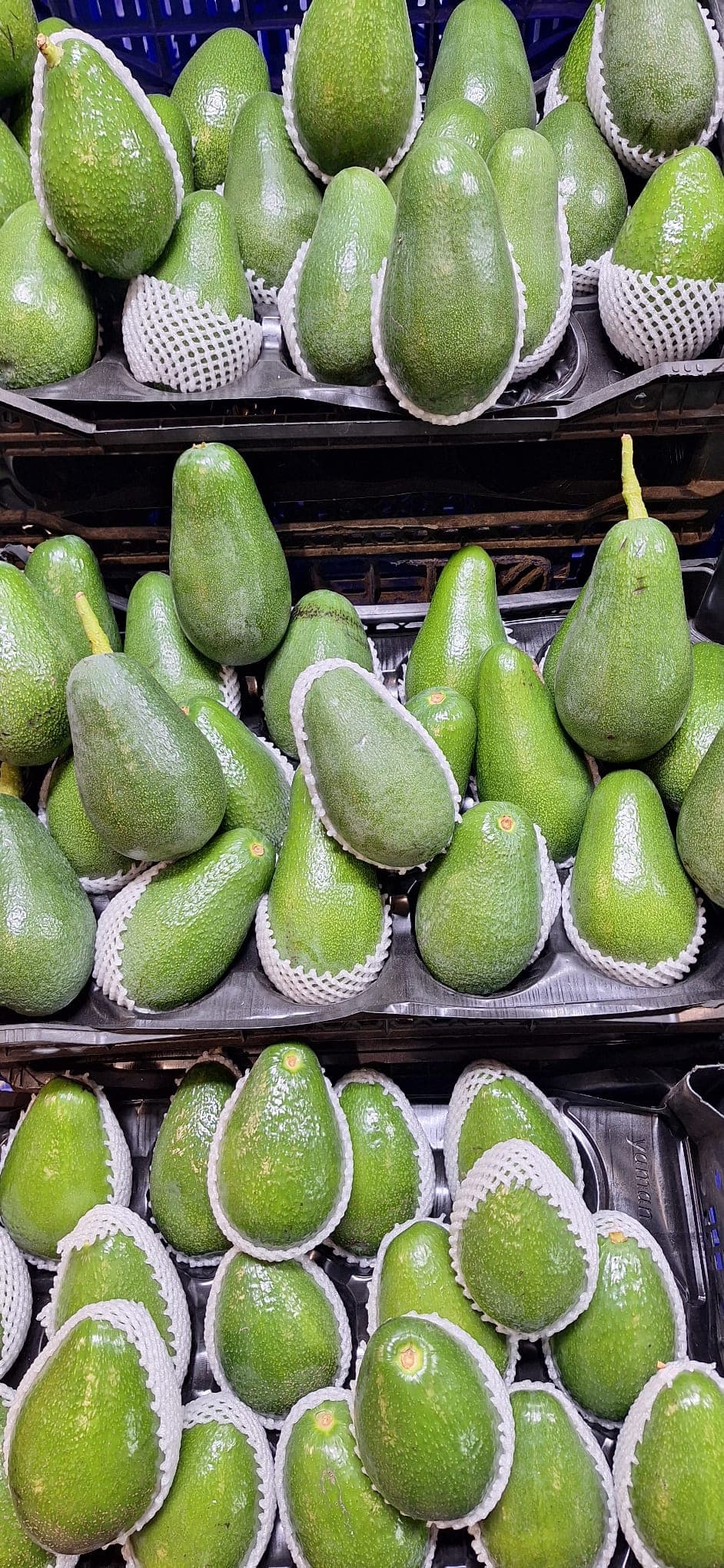 Avokado